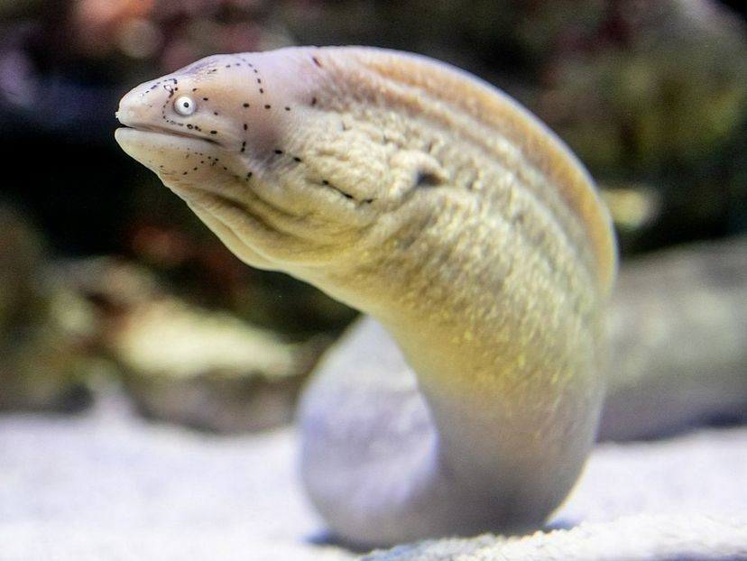 Did you know that there are roughly 200 different species of moray eel in the worlds marine environments? 🐍🌊 Come learn all about these beautiful animals on your next Two Oceans Aquarium visit! 💙