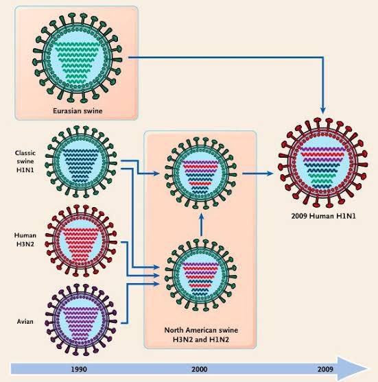 Y’all know influenza viruses can change in a blink using a process called reassortment right? virology.ws/2009/06/29/rea…