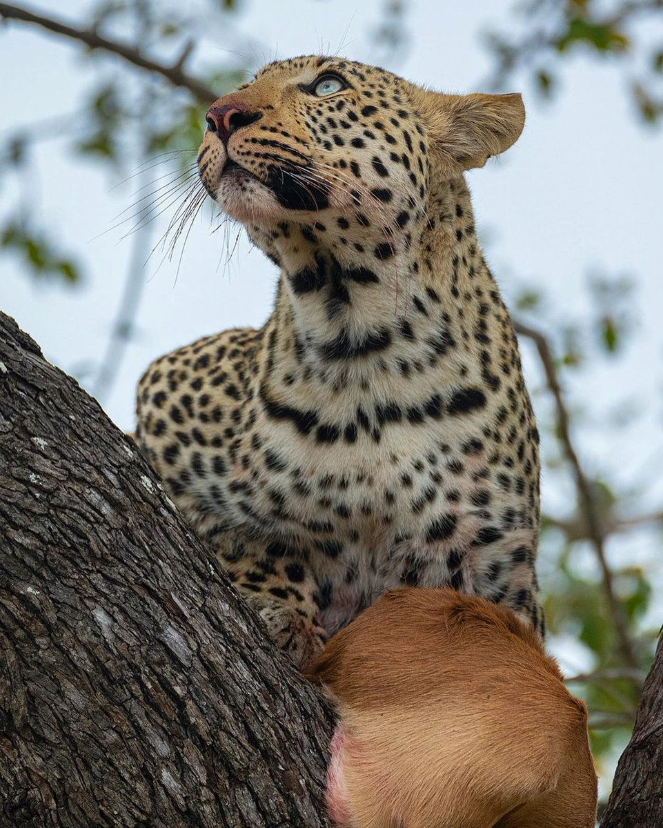 Leopards often stash their kills in trees, safe from other predators. With unmatched climbing skills, they enjoy their meal at ease, high above the ground.🌳🐆😋 📸 Courtesy Travel with #MangoSafaris Uganda
