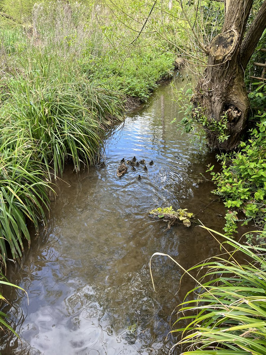@JeremyHowick And now they have found the stream Bon voyage! 🦆 one got taken so it was time for them to go.