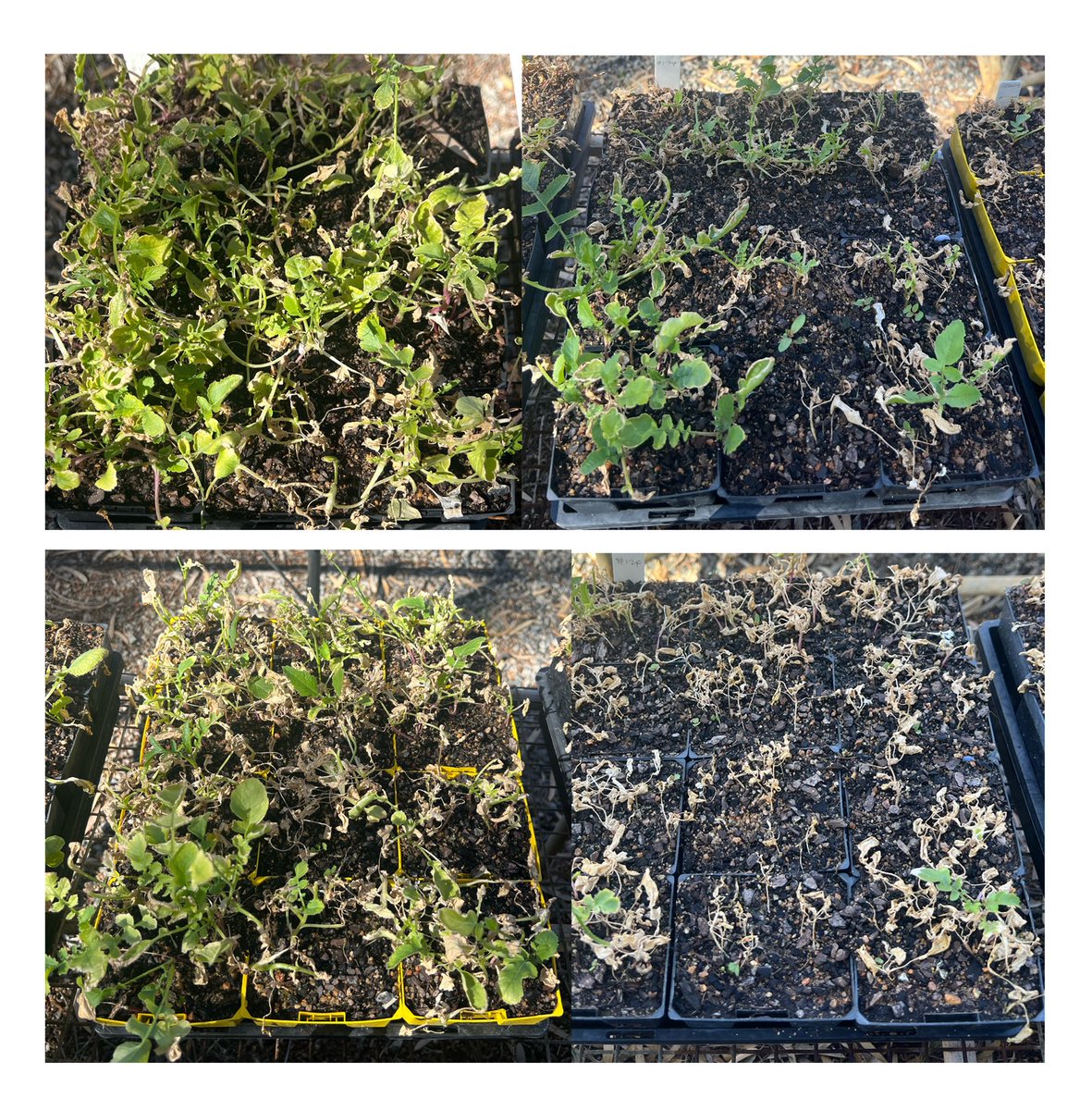 Pretty interesting to spend some time looking at @robbert115 work with resistance testing.  Thanks for the invitation.  Same populations, different treatments, different results. Pictures show Pyrasulfotole with a varying actives; MCPA, bromoxynil, diflufenican and picolinafen.