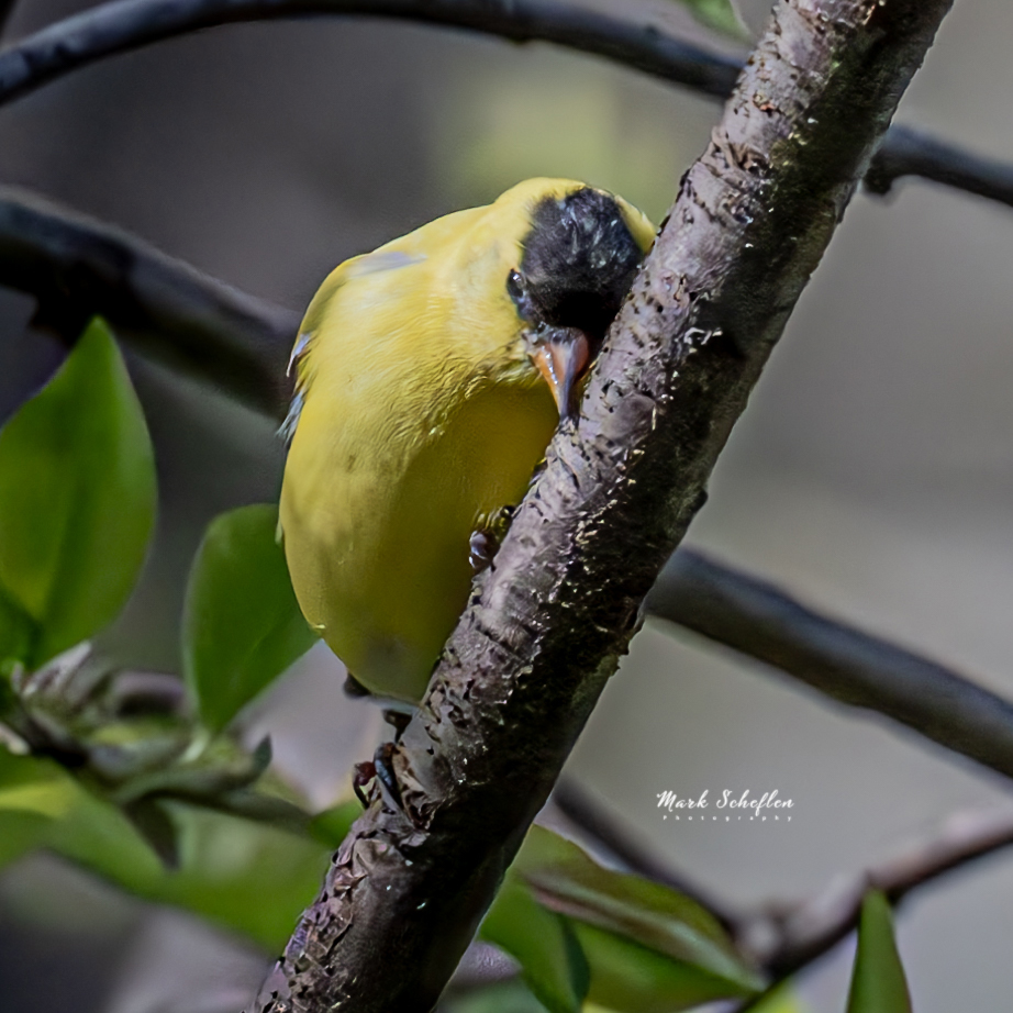 American Goldfinch scouting for a safe place for him and his flock to get water.  Loch, CP, NYC #birdcpp #TwitterNatureCommunity #birdsofinstagram #britishnatureguide #naturephotography #birdphotography #twitterphotography #wildbirdphotography #nikonphotography  #nycaudubon