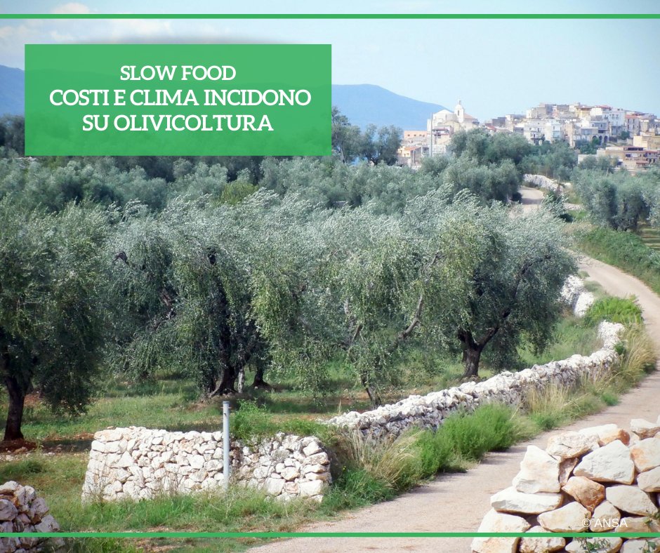 Il vicepresidente di @SlowFoodItaly, Federico Varazi, lancia l'allarme sulla #crisi dell'#olivicoltura di piccola scala non intensiva 'a causa della crisi climatica, degli alti costi di produzione e della mancanza di personale'. #ANSATerraGusto ➡ bit.ly/3xIJAWe