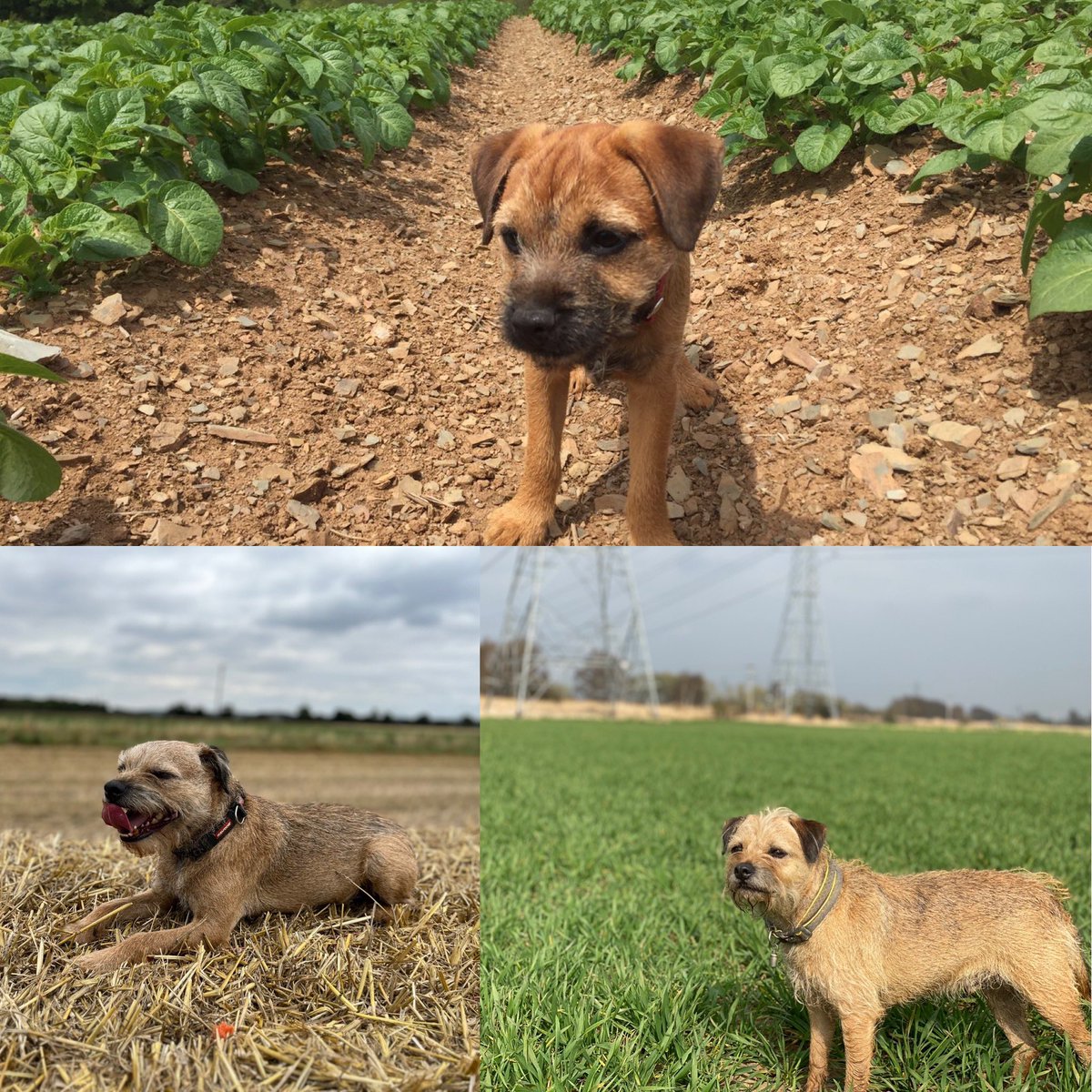 RIP Buddy 💔 my truly wonderful agronomy dog. The absolute best sidekick for the last  8 years of fieldwalking. Take far too young by a brain tumour. #agronomydog #borderterrier