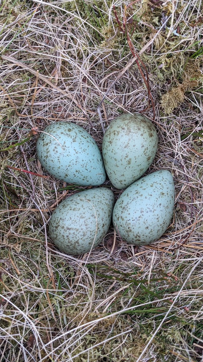 Eggciting news (see what we did there?) 🥚 We've found 4 curlew nests this week, and the team are still out and about in search for more. Stay tuned for more updates!