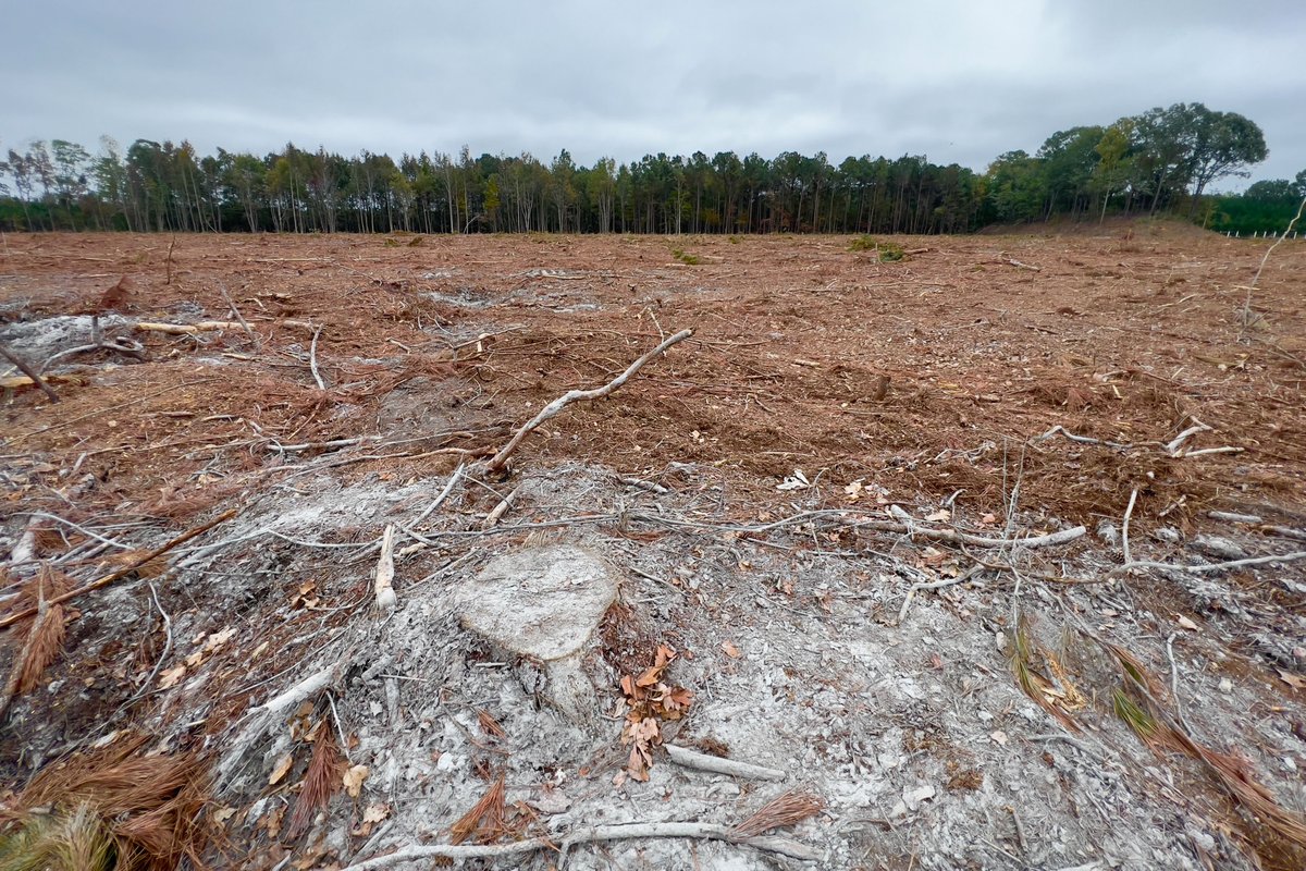 WhatsNYourPapr's tweet photo. Great news for our forests from the Netherlands!

Yesterday the following motion was adopted in the Dutch Parliament:

➜ DISCOURAGE the import of woody biomass from abroad
➜ NO more new subsidies for woody biomass from abroad

Good step in the right direction!

#BigBadBiomass https://t.co/hsPLb8dlfl