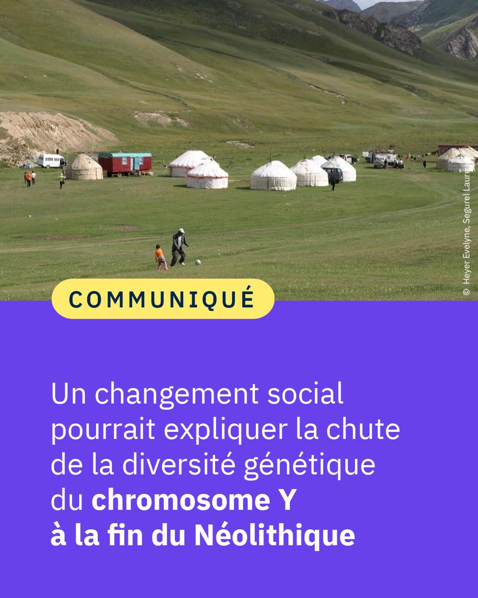 #Communiqué 🗞️ L’émergence au Néolithique d’un système socialpatrilinéaire, où un enfant relève systématiquement du lignage de son père, expliquerait un déclin spectaculaire de la diversité génétique du chromosome Y observé il y a 3 000 à 5 000 ans. 👉 cnrs.fr/fr/presse/un-c…