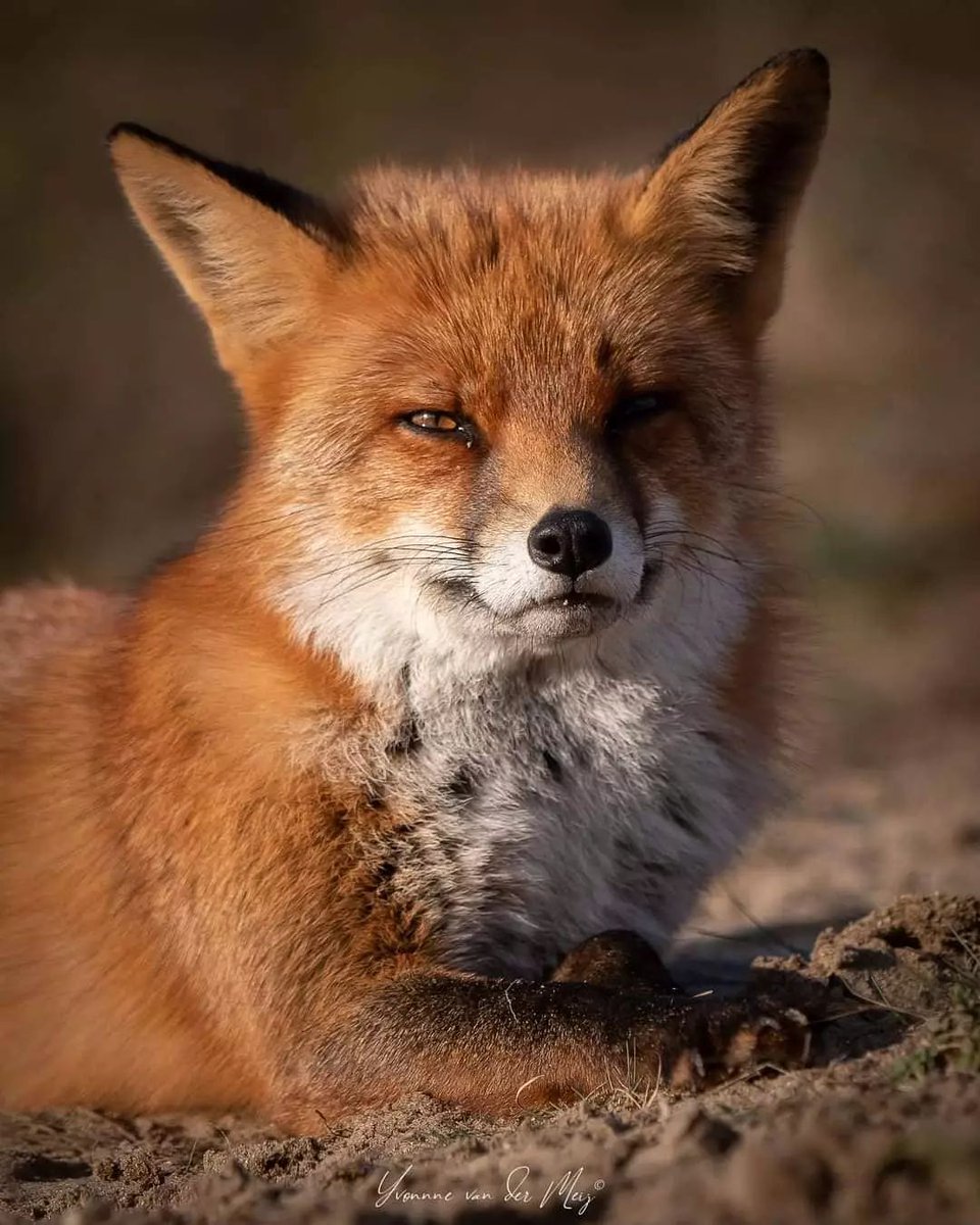 A #fox is a wolf who sends flowers.” ~ Ruth Brown #animals