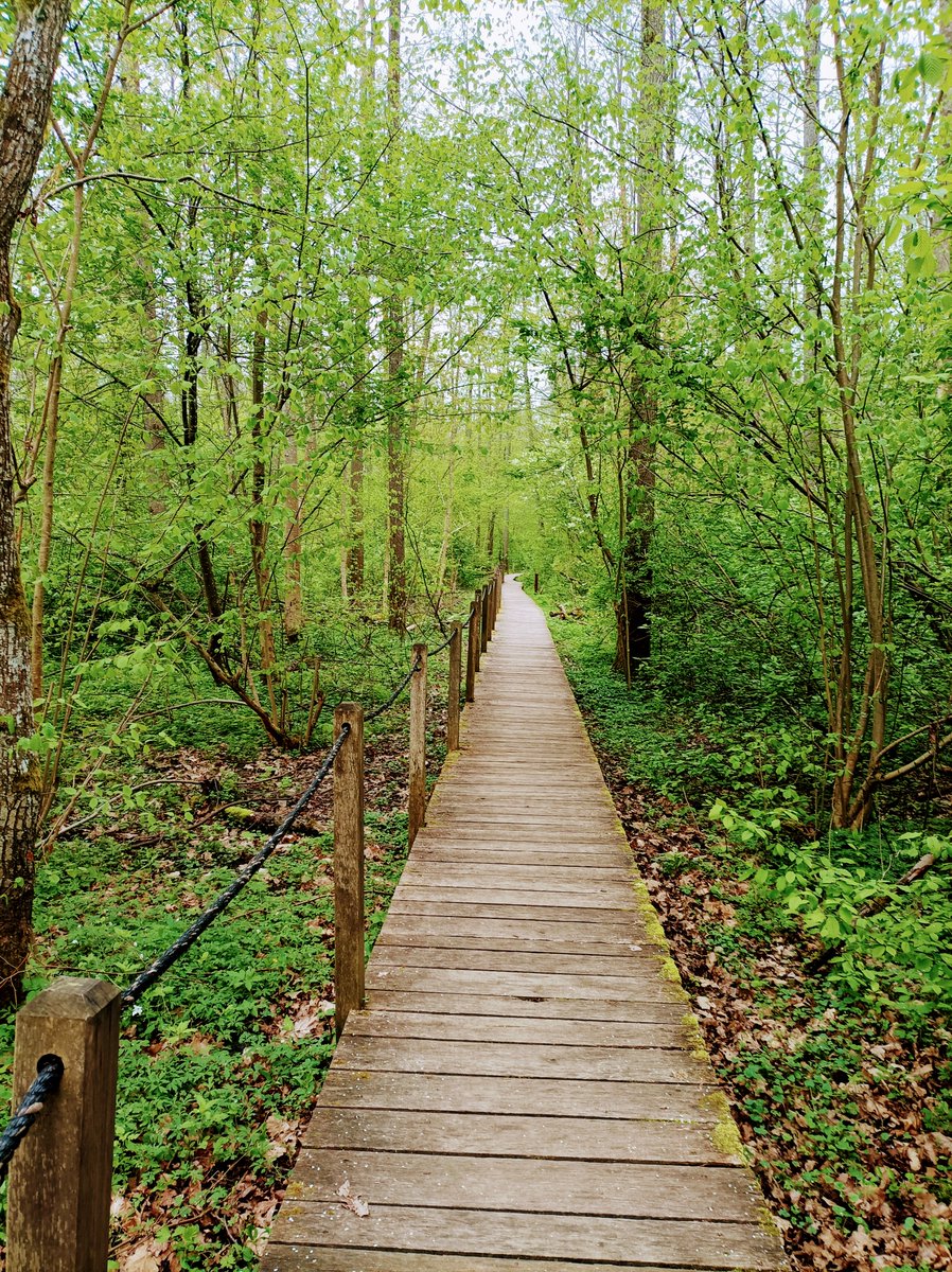 Thank you @mriBialowieza and @AleksandraWrbe4 for receiving me, introducing me to this amazing forest and the great exchange of ideas.