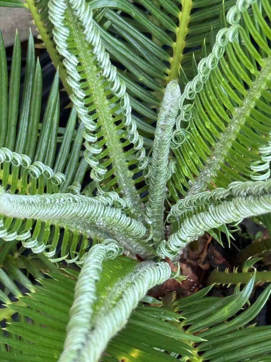 itzelfong's tweet image. #sagoPalm #cycaRevoluta   Aprox 7años. Pote de terracota.  Cambio de maceta 2023.  Comienzan las lluvias, nuevas frondas.  Quisiera tener espacio para dejarla crecer en tierra. No se si es hembra o macho… no ha floreado aún y probablemente nunca lo haga en maceta.