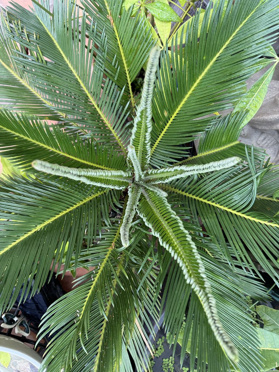 itzelfong's tweet image. #sagoPalm #cycaRevoluta   Aprox 7años. Pote de terracota.  Cambio de maceta 2023.  Comienzan las lluvias, nuevas frondas.  Quisiera tener espacio para dejarla crecer en tierra. No se si es hembra o macho… no ha floreado aún y probablemente nunca lo haga en maceta.