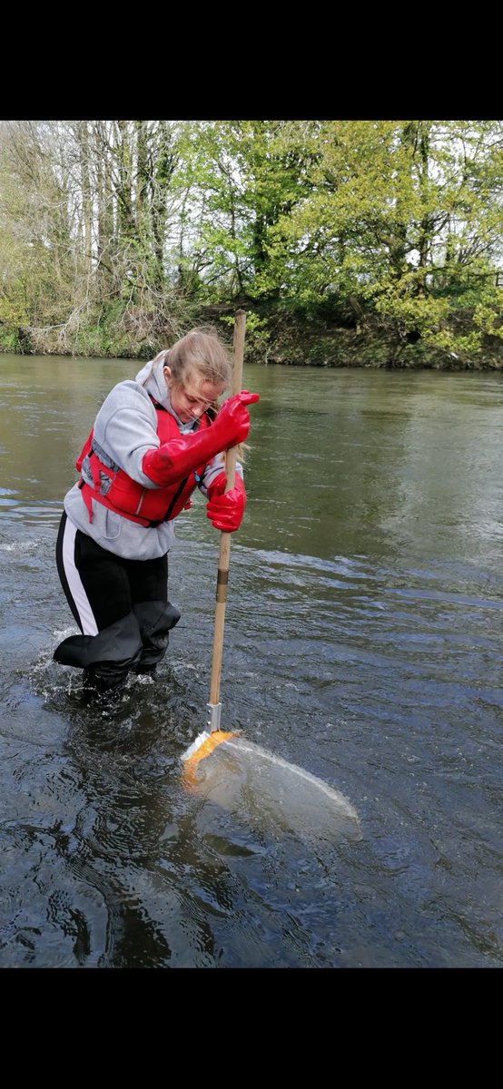EllieEcology's tweet photo. Big thanks to Gareth @ARiverforall and @AlexG197 / @WTSWW for last week's urban riverfly training! Excited to use this certification to monitor the river Taff through #standfornature #saveourtaff 🪲🐛 freshwater invertebrate monitoring incoming... 

15/4/2024 https://t.co/TITk1LbKMK