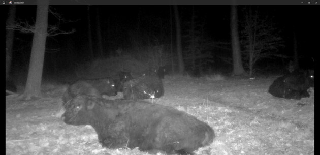 Free-ranging cattle and the return of the wolf: behavioral responses and implications for conservation management nsojournals.onlinelibrary.wiley.com/doi/10.1002/wl… #wolves #rewilding #herbivores #conservation @NordicOikos @WileyEcolEvol