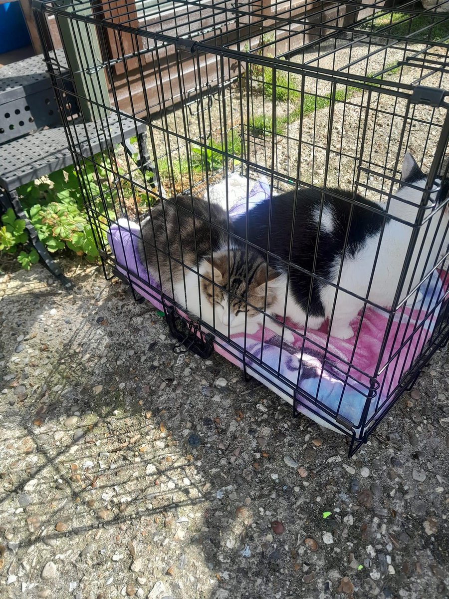 These two cats were found dumped in the woods this morning by a dog walker! They were in a small carrier, the dog walker transferred to this cage. Throw away season has begun and we are bursting at the seams with few homes 😿 #anditcontinues #noexcuse