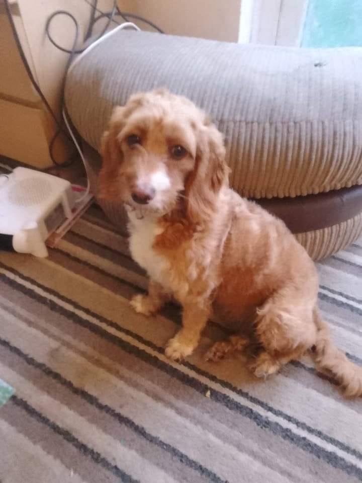 #SpanielHour Wednesday’s 7-8pm PEACH missing #Palacefields #Runcorn #WA7 18/2/24 Female/young adult #Cockapoo apricot&white white freckle on nose CHIPPED WAS SHE STOLEN? 1 YR OLD IN APRIL DID SOME1 YOU KNOW FIND THIS LITTLE GIRL? doglost.co.uk/dog-blog.php?d… @JacquiSaid @bs2510