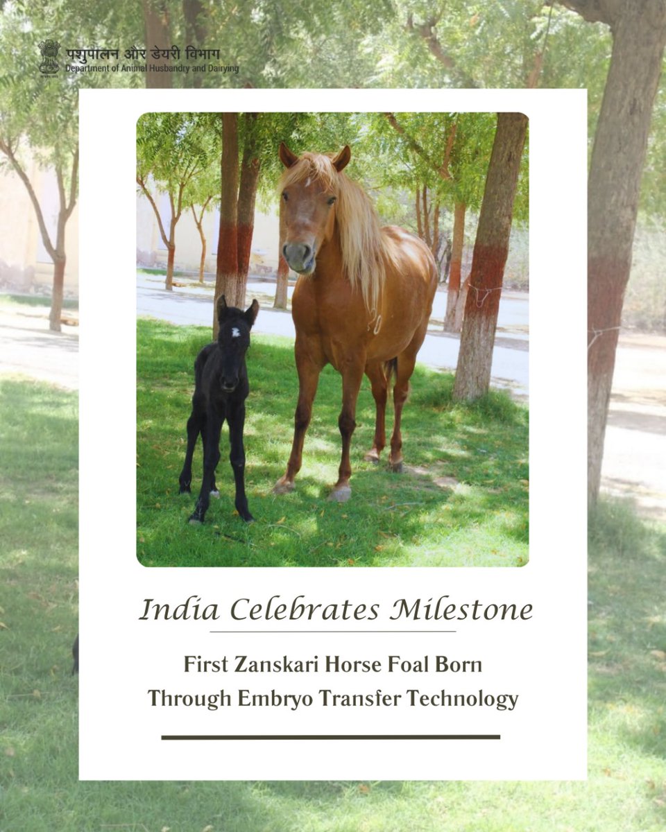 India's first Zanskari horse foal gallops into the world! 🐎Born through pioneering embryo transfer tech at ICAR-NRC, Bikaner. A historic stride in equine excellence!  #ZanskariPride #EquineInnovation