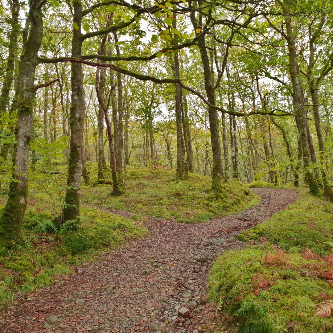 Join the #gsabiosphere team and @RSPBScotland staff for a (very) early forest walk on World Migratory Bird Day, enjoying the sounds and melodies of songbirds in the Wood of Cree. Free to book: ow.ly/fLsr50RiQZL #WorldMigratoryBirdDay #LoveNature