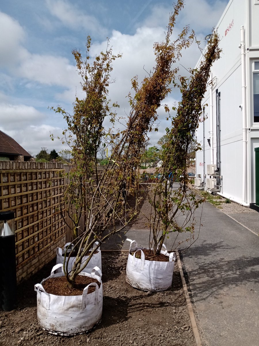 AlderCentre's tweet photo. Thrilled to share our gardening project! Thanks to a team of @TNLUK winners from across the North West who have been working hard planting around the Alder Centre.
#bereavementsupport #childloss #gardening #memorygarden https://t.co/lP1WD4pxtx