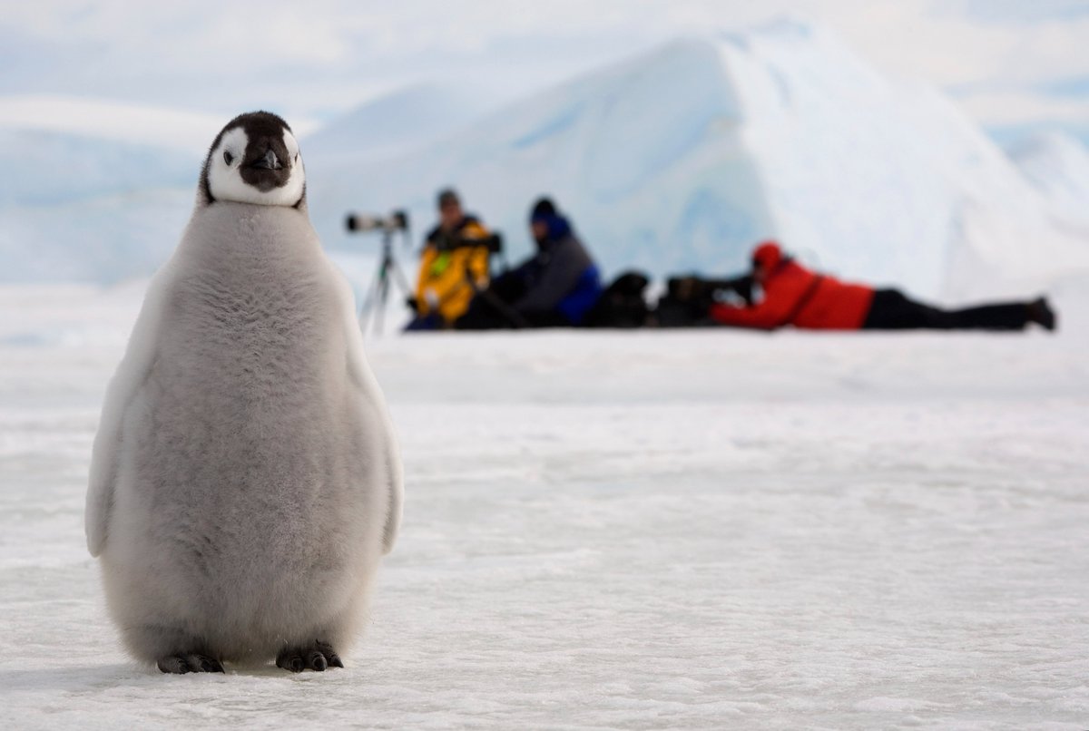 Beth sydd gan bengwin fel fi ei wneud â Chymru? 🐧🤔 Ffaith hwylus: credir bod 'pengwin' wedi dod o ddau air Cymraeg: 'pen' a 'gwyn'. Gyda'n gilydd, gallwn hamddiffyn y creaduriaid diddorol hyn. Darganfyddwch fwy: bit.ly/4b9l0w9 #WorldPenguinDay