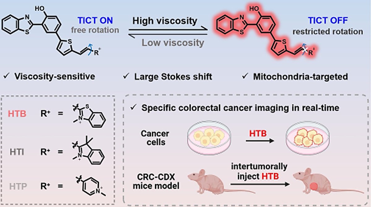 Accurate visualization colorectal cancer by monitoring viscosity variations with a novel mitochondria-targeted fluorescent probe doi.org/10.1016/j.ccle…