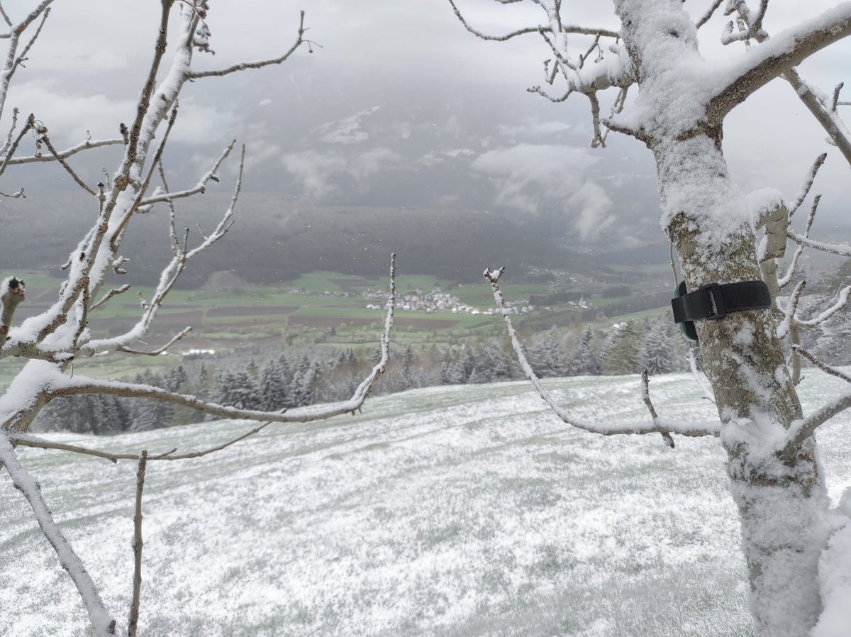 Winter is coming back but we are keeping up our field work!! 🦅🪶🐦‍⬛🐦🎙️🌨️☃️🏂 #biodiversity #mountainbirds #alps #landscapes #seetheunseen #generationnature #onewithnature