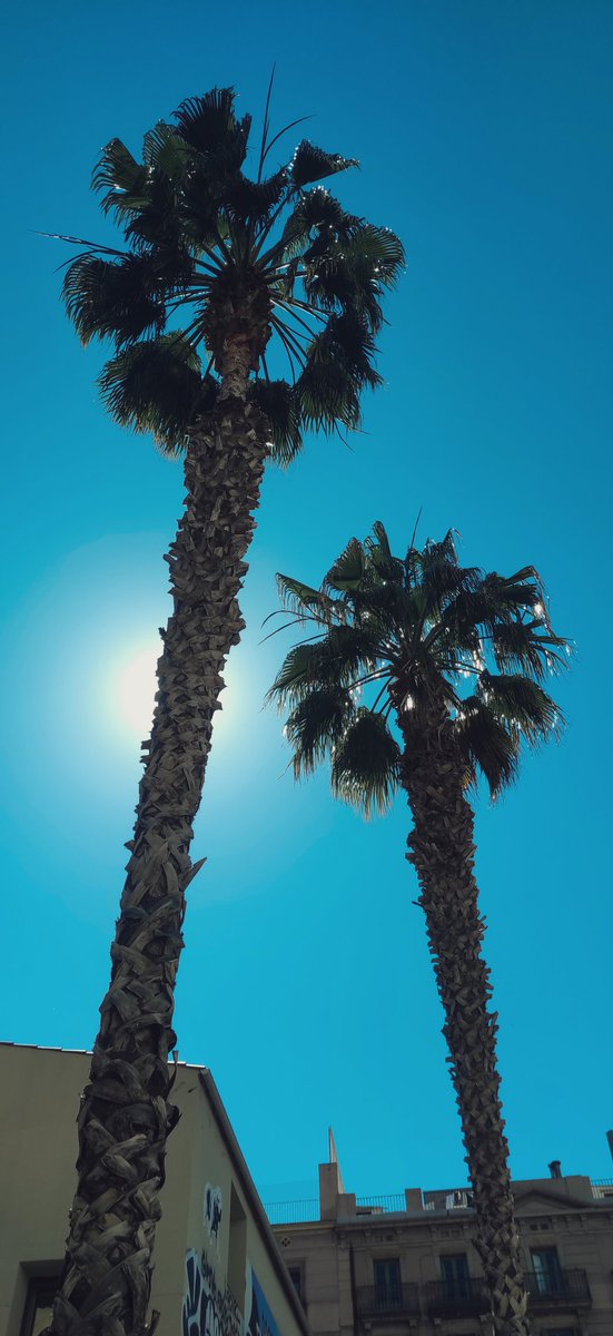 egimons's tweet photo. 🇪🇸🌴☀️🍹
#barcelona #Spain #city #cityvibes https://t.co/xSCDABepL4