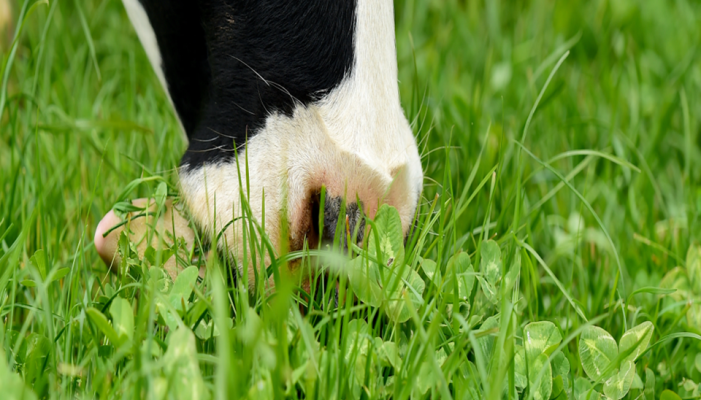 teagasc's tweet photo. Since 2013, researchers in Teagasc Moorepark &amp; Clonakilty have been looking at the benefits incorporating white clover into grass swards can bring. 
Find out more here https://t.co/kmE27oUFEG
@TeagascGrass10 @PastureBase #CloverWeek https://t.co/0mQKBMIwbP