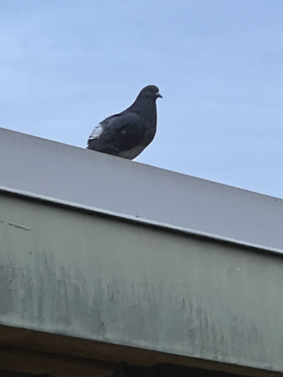 a chinchilla tweet media