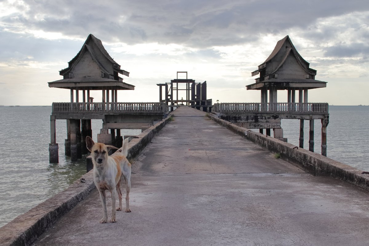 thailand-becausewecan.picfair.com/pics/014588663… street dogs on the bridge, which leads to the never finished and abandoned Thai temple right on the Gulf in Thailand in the province of Chonburi Stock Photo Self Promotion #thailand #thai #pattaya #travel #photo #photography #travelphotography #Traveler
