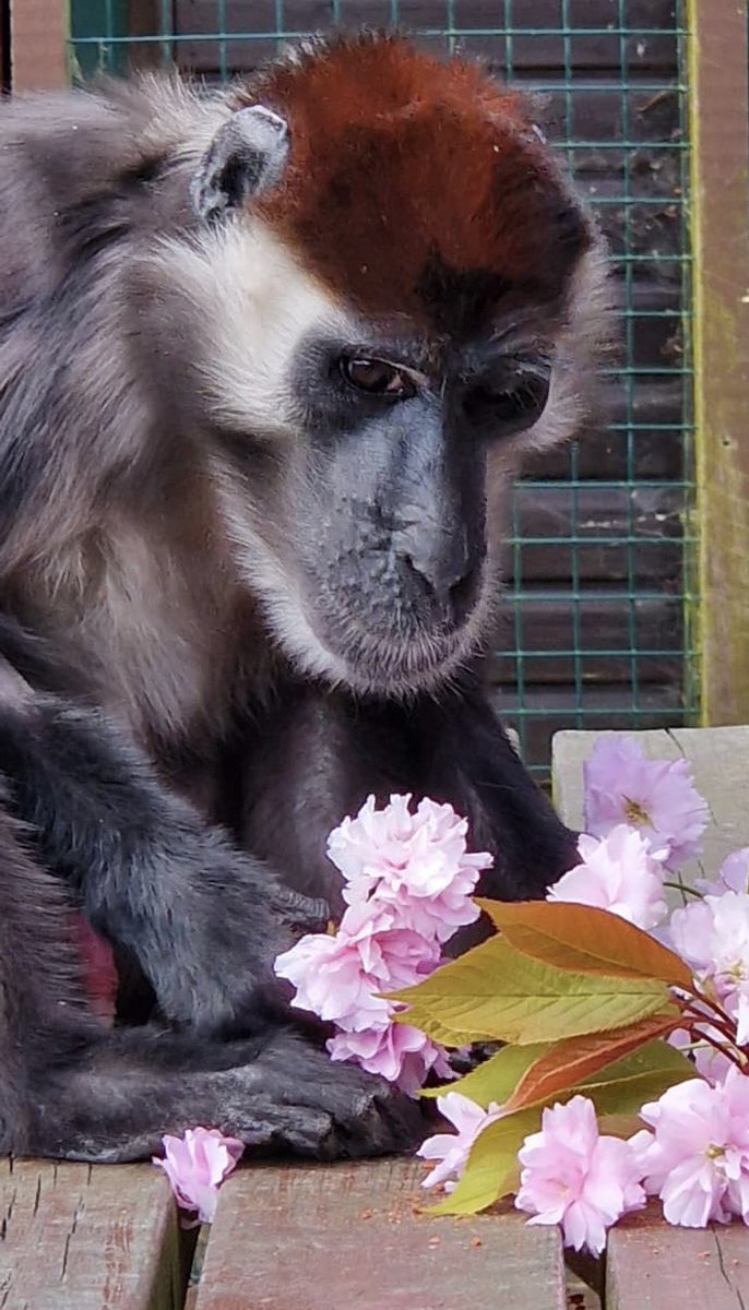 For all you Djimmy fans 💕 Look how the pretty pink blossom matches his beautiful eyelids🌸🫶🏻
#PrettyInPink  #mangabey #monkey #cherryblossom #iow