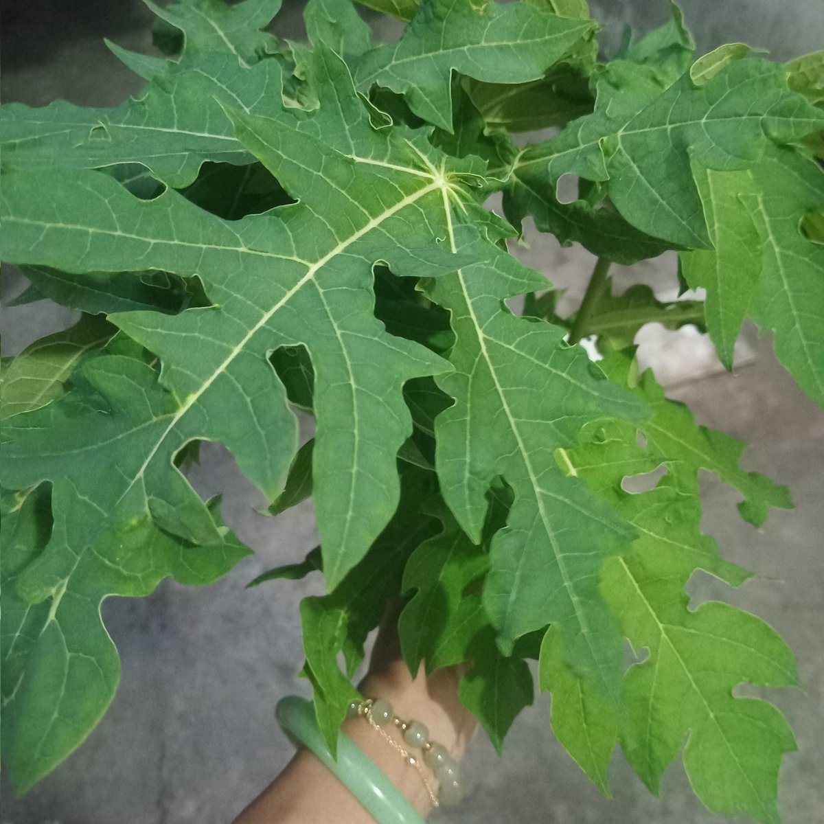 Excel_Dee's tweet photo. #Pesnab daun pepaya

Hama sasaran.. Ulat, aphid, termiters dan bugs. 
Ambil daun pepaya 1 kg. Di haluskan dgn 1 liter air. 
Dan diamkan selama 3 hari.
Dan saring bahan.

Ramuan di atas ditambahkan air 4 liter dan sabun cuci piring 4 sdm.
Spray ke tanaman. https://t.co/xJrreP4Jqv