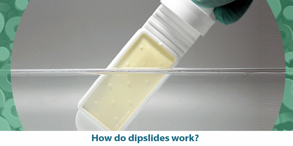 How do #dipslides work? Why do microbes grow on them? What factors can affect their growth on a dipslide?
We look into all of the above in our latest blog post: dip-slides.com/dipslide-blog/… #bacteria 🦠