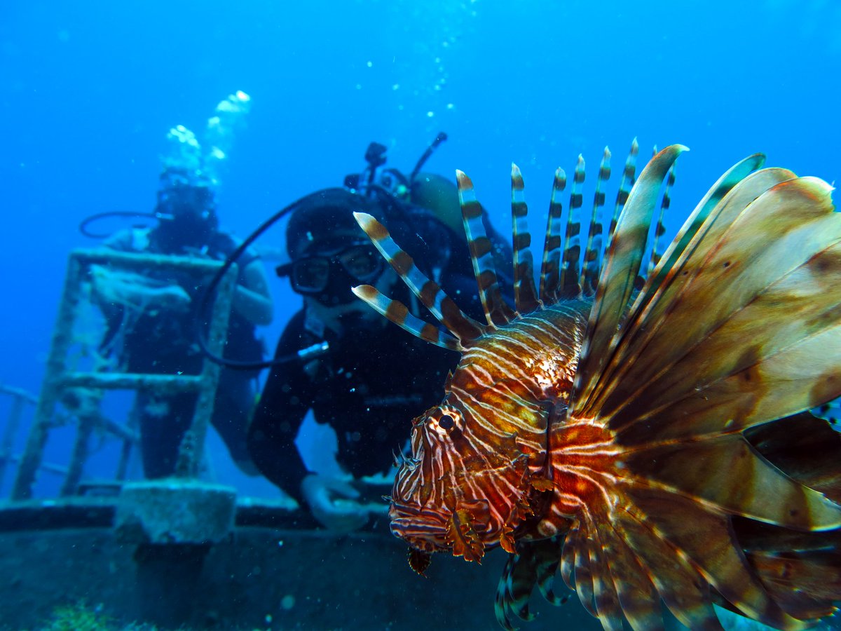 Birlikte bir fotoğraf çektirebilir miyiz 🤗📸

#bursa #dalgıç #DalışEğitimi #Scubadiving #scuba #doğailebuluş #hayvanlar #tüplüdalış #macerayaortakol #macera #adrenalin #hayatısualtındangör #osmangazi #mudanya #özlüce #nilüfer #hobi #sendegel #mutluinsanlar #sensizbirkişieksiğiz