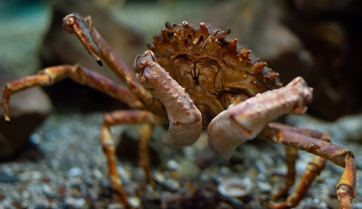 We're open every day except Thursdays &amp; Fridays from 10:00am - 3:30pm through April and May, come and explore North Devons underwater world 🦈🐠🐡🐟🦀🦞