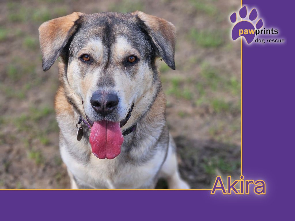 We're based in #Warwickshire, but do consider forever homes further afield. Please have a look at our website #thismorning. pawprintsdogrescue.org/current-dogs/ #adoptdontshop #rescuedogs #dogsoftwitter #dogsofX #rescue #dogtwitter