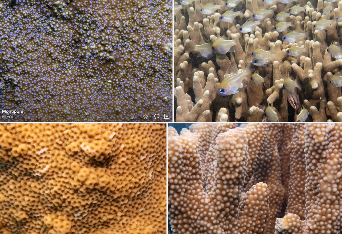 Coral textures 3, including a few cardinalfish #marineexplorer @Sydney_Science @OneTreeIslandRS