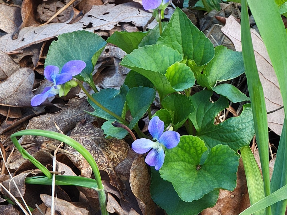 catvet94's tweet photo. Spring!! https://t.co/sXm32StQy2