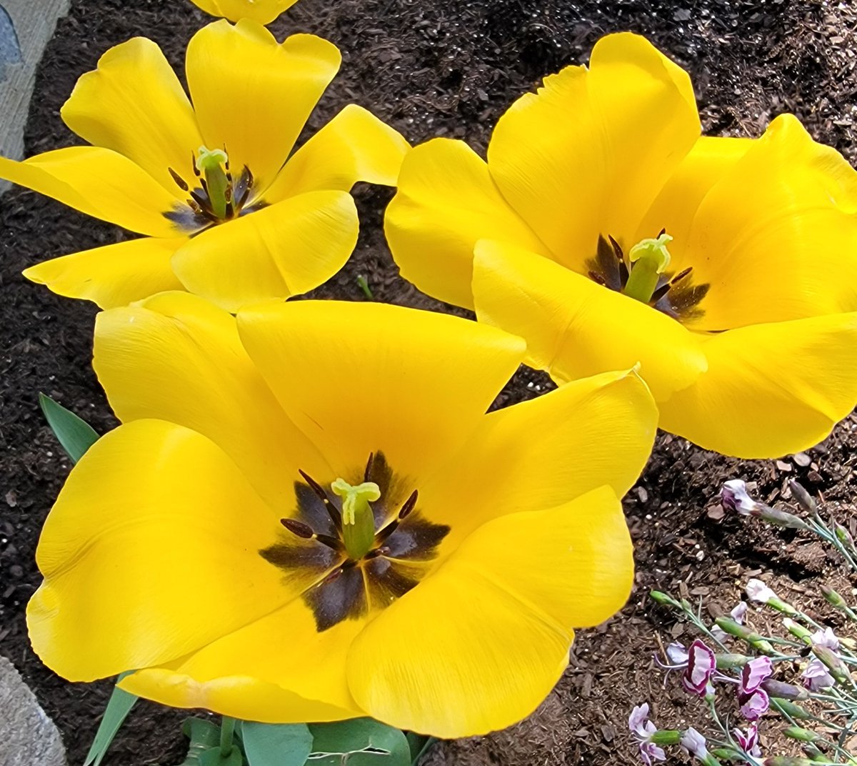catvet94's tweet photo. Spring!! https://t.co/sXm32StQy2