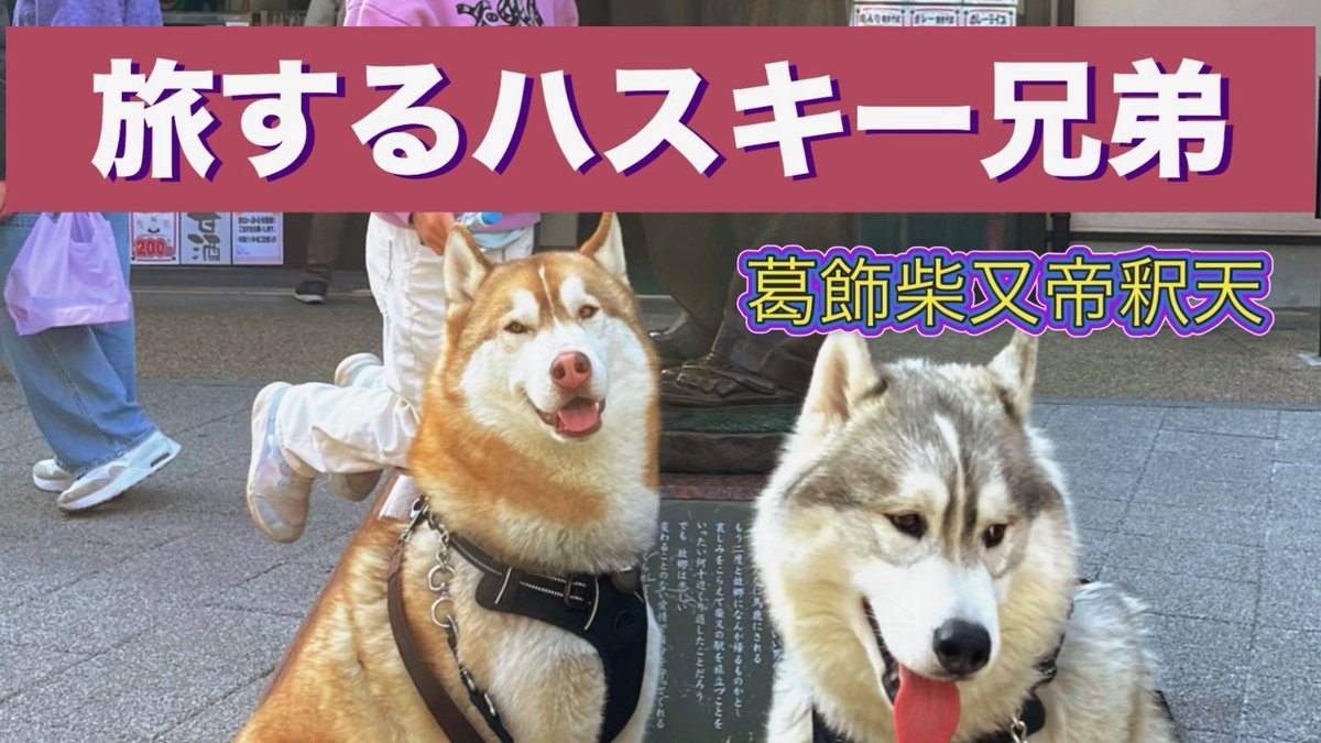 cx_reh's tweet photo. 【大型犬と旅する夫婦】〜東京〜生まれも育ちも田舎！のハスキー兄弟が行ったじぇ‼︎ https://t.co/dxFI05lP0d @YouTubeより　#シベリアンハスキー  #ハスキー犬  #犬と旅 https://t.co/Mj1NNGacbc