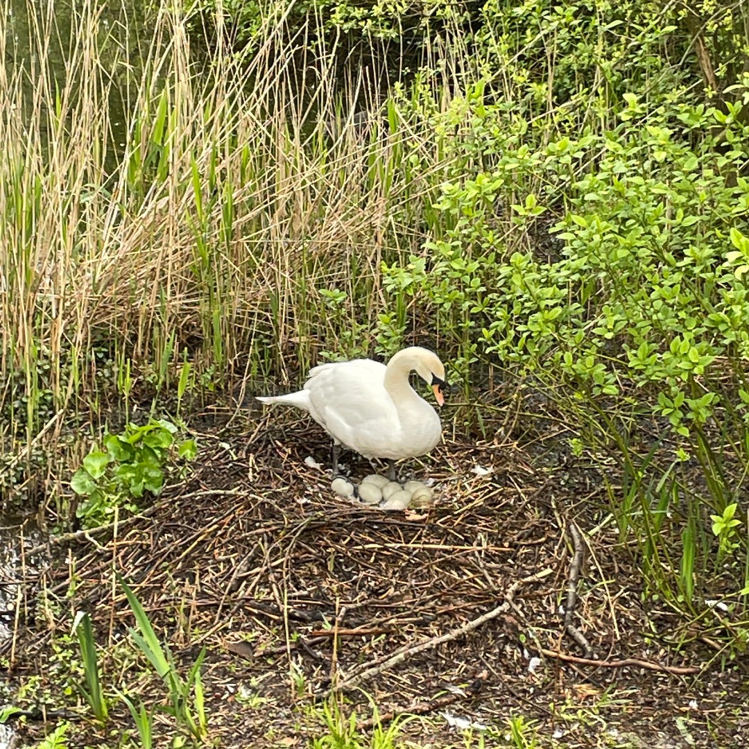 UniofReading's tweet photo. No cygnet-ficant updates from Whiteknights lake, but some egg-cellent views if you're looking for a quacking walk in the... er... sun(?)
Remember: as cute as they are, be a good egg and don't get too close to our new arrivals ๐ฆ
#UniofReading #Springwatch https://t.co/pvCjckYiT5