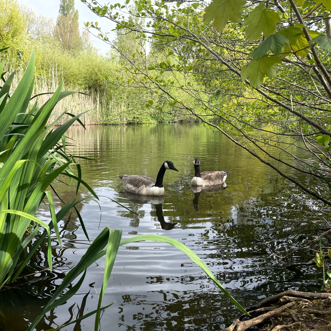 No cygnet-ficant updates from Whiteknights lake, but some egg-cellent views if you're looking for a quacking walk in the... er... sun(?) Remember: as cute as they are, be a good egg and don't get too close to our new arrivals 🦆 #UniofReading #Springwatch