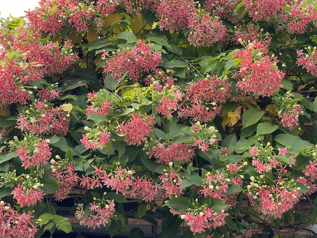 Hết tháng này là hết tích xanh, Vui cùng các bạn ít ngày nữa là chào anh Musk😀.