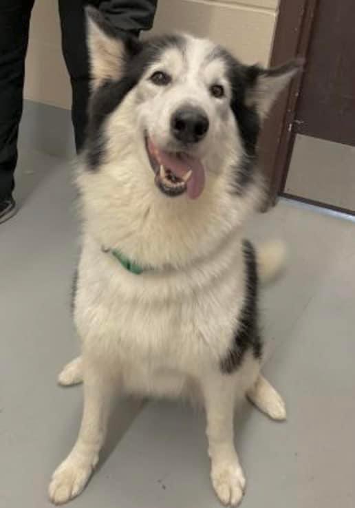 Beautiful  PARIS #A366498 #AlaskanMalamute/Husky Mix 6yo, crammed full of personality & unconditional love! Easy going, playful, eager to plz,she will b a great  companion if u save her precious life 💔 PLZ #ADOPT #FOSTER OR #PLEDGE TO ATTRACT A RESCUE 🛟 #CorpusChristi #Texas