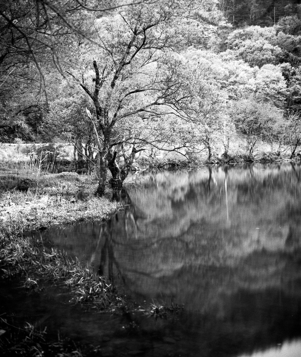 「若芽色の水辺」

#Mamiya #RB67 #白黒 #モノクロ #自家現像