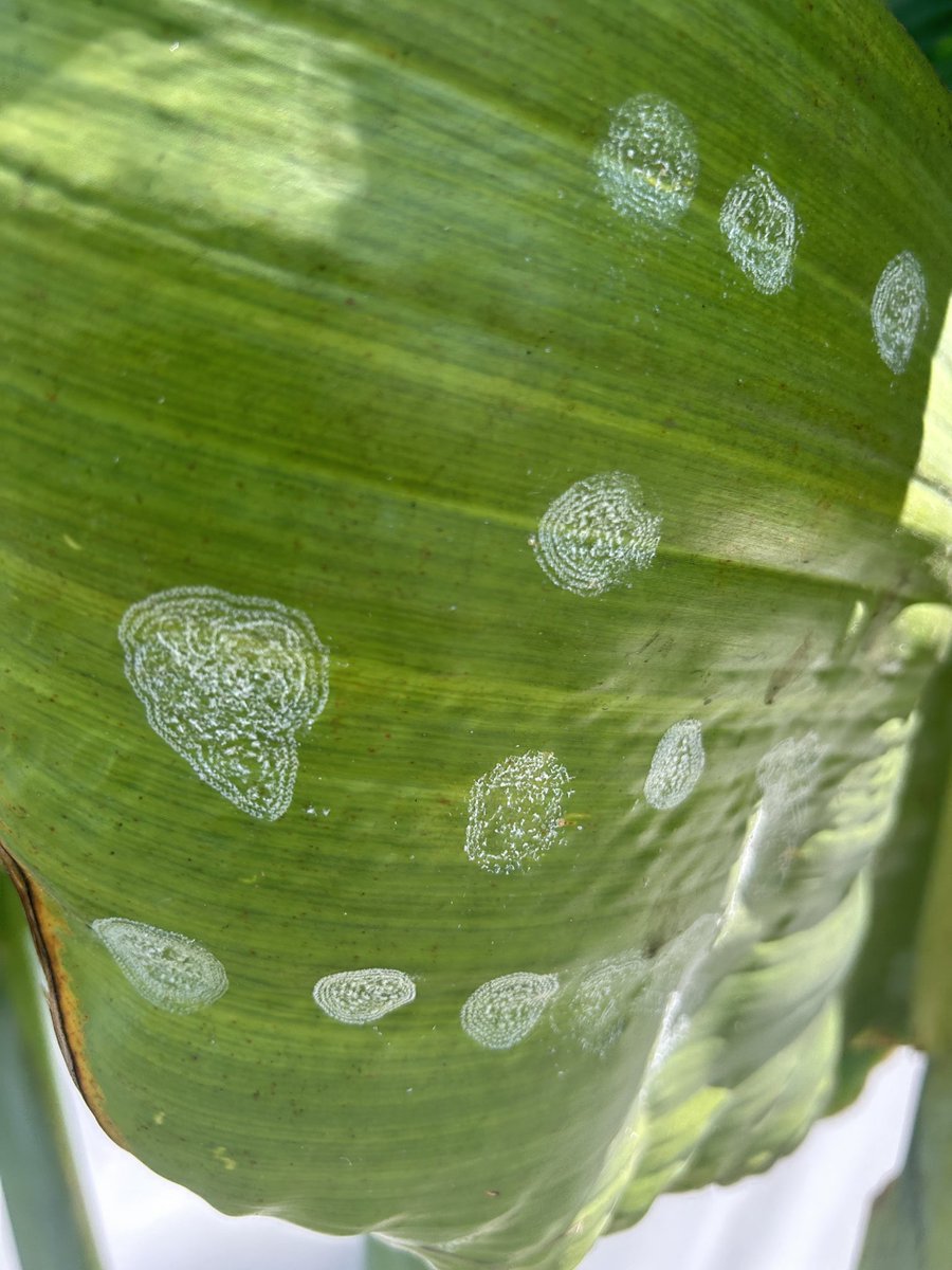 Cool spiraling whitefly patterns 📸 #pest #planthealth @EntsocAmerica @UFEntNem #plantdoctor