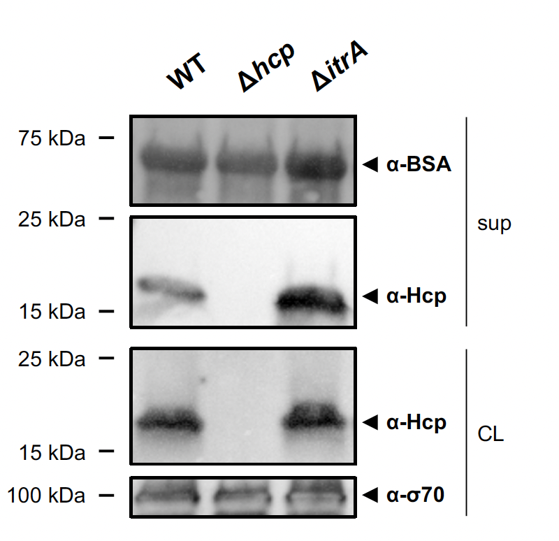 So Nico tested whether the capsule impacts A. baumannii's own T6SS comparing WT and capsule-minus strains (∆itrA of strain A118) and it does 🤓 as observed by enhanced E. coli killing and Hcp secretion in the absence of capsule ... 6/x