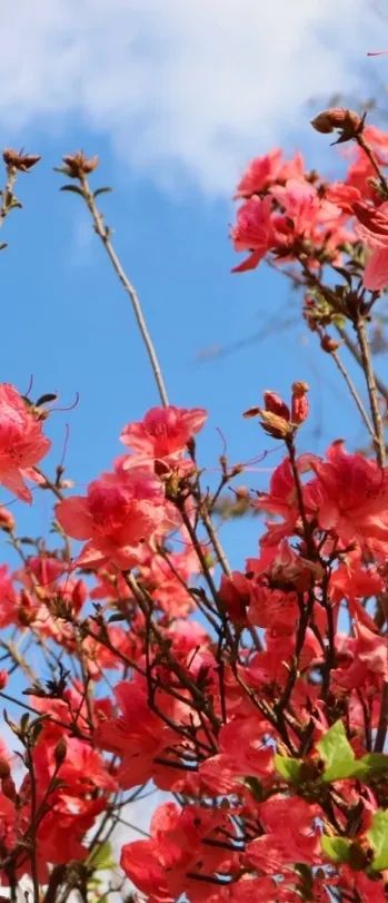 😍Jinling village, a renowned mountain village in #Hangzhou, is now a sight to behold with its vibrant red rhododendron #blooms🌺. These blooms, which typically peak from mid-April to early May, are a testament to the beauty of our high-altitude climate⛰️. #BeautifulHangzhou