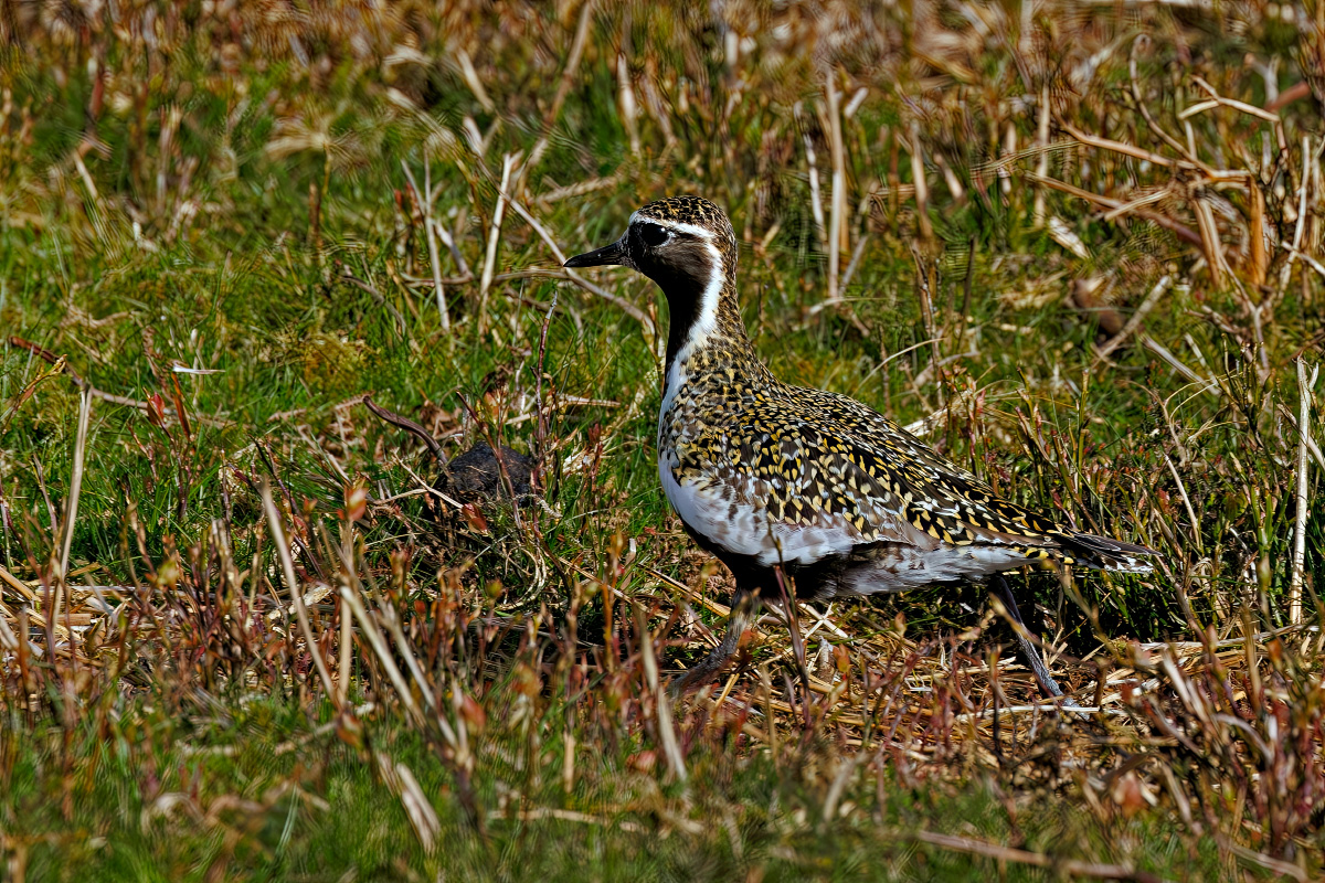 Derek Lees (@derek_lees) on Twitter photo Golden Plover (Pluvialis apricaria) Taken on Long Mynd, Shropshire, UK 23/04/2024 #GoldenPlover
<a href="/sosbirding/">ShropshireBirdingNews</a>
<a href="/BirdGuides/">BirdGuides</a>
<a href="/RareBirdAlertUK/">RareBirdAlertUK</a> Golden Plover (Pluvialis apricaria) Taken on Long Mynd, Shropshire, UK 23/04/2024 #GoldenPlover
<a href="/sosbirding/">ShropshireBirdingNews</a>
<a href="/BirdGuides/">BirdGuides</a>
<a href="/RareBirdAlertUK/">RareBirdAlertUK</a>