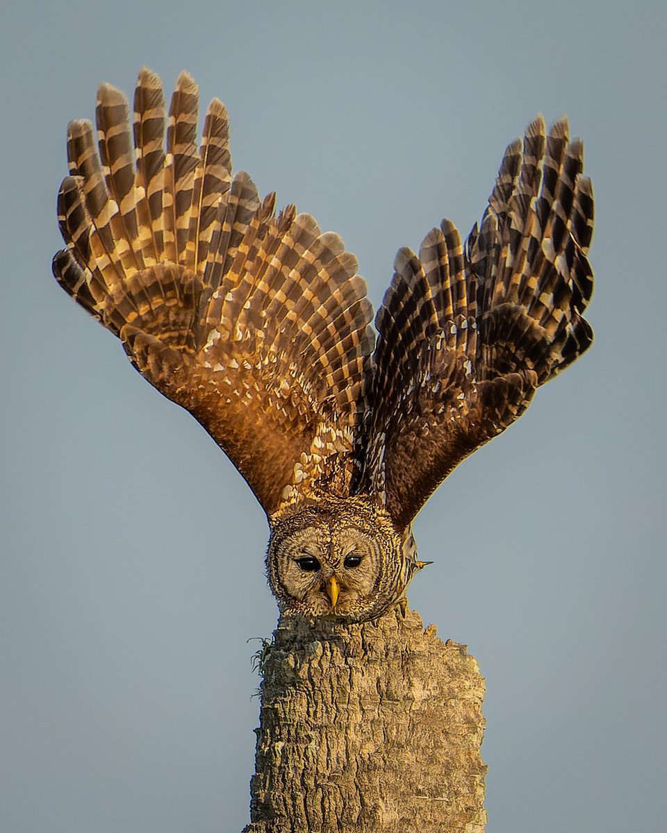 Launch of the Barred Owl...
#photography #NaturePhotography #wildlifephotography #thelittlethings