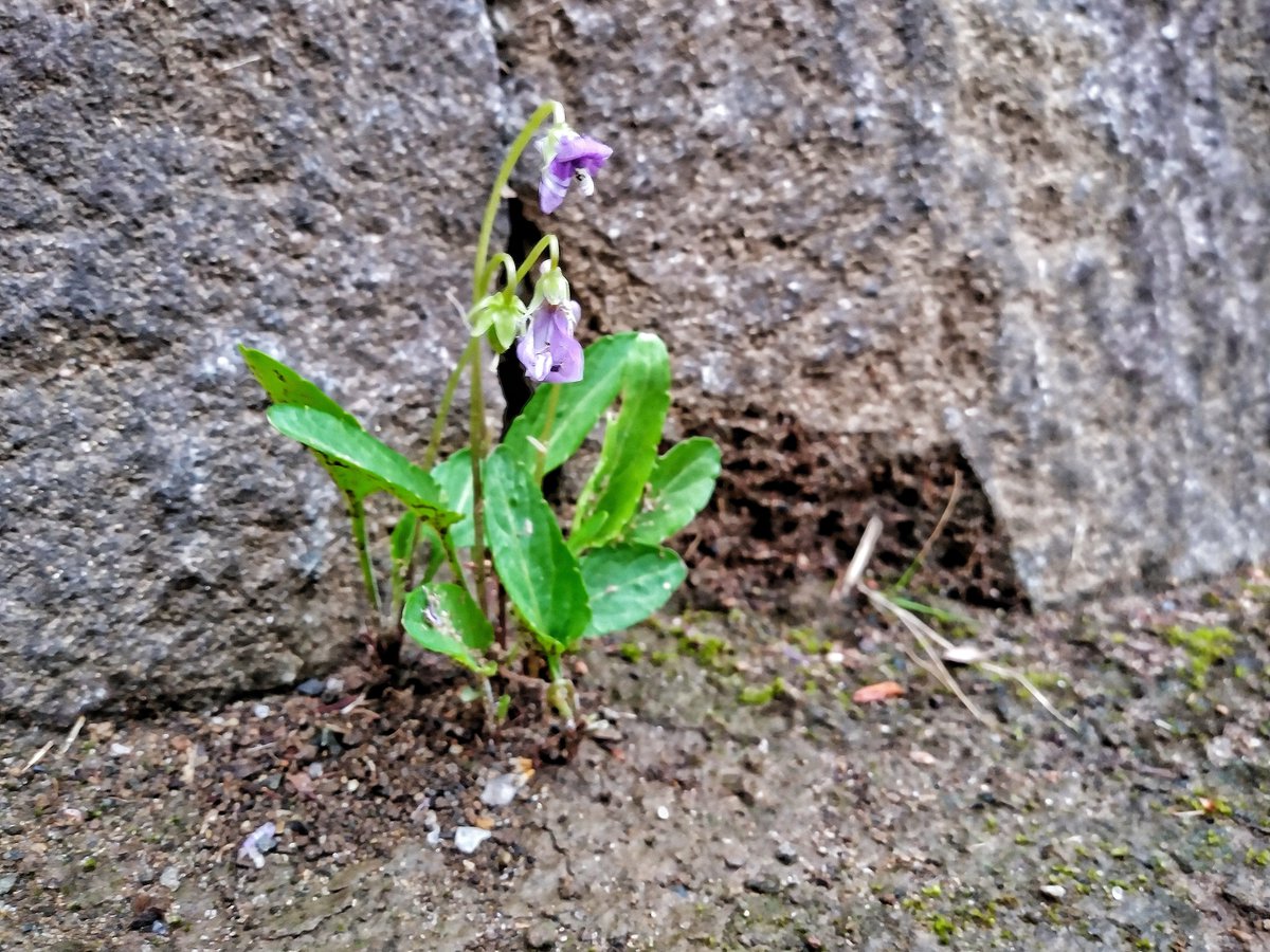 oh_sunny_sun's tweet photo. ― 傍らの花 ―
昨日,雨のぱらつき始めた午後にて.
2024年4月24日 水曜日
・
― Roadside flowers ―
Yesterday, in the afternoon when the rain began to fall.
Wednesday, April 24, 2024
#photosketches
#flowers
#roadsideflowers
#smalllives
#路傍の花
#花の情景
#小さな命 https://t.co/xXub7GBjnI